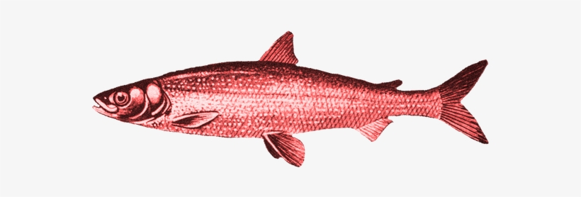 Real Or A Red Herring What Should Banks Think Of The - Red Herring No Background, transparent png #2567094