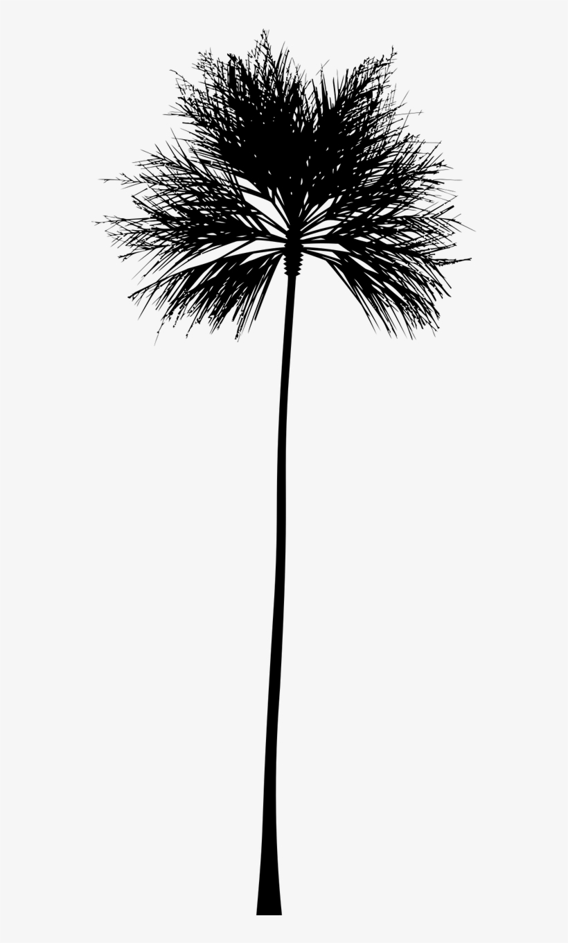 Tropical Vector Black And White - Palm Tree Silhouette Clip Art, transparent png #2568214