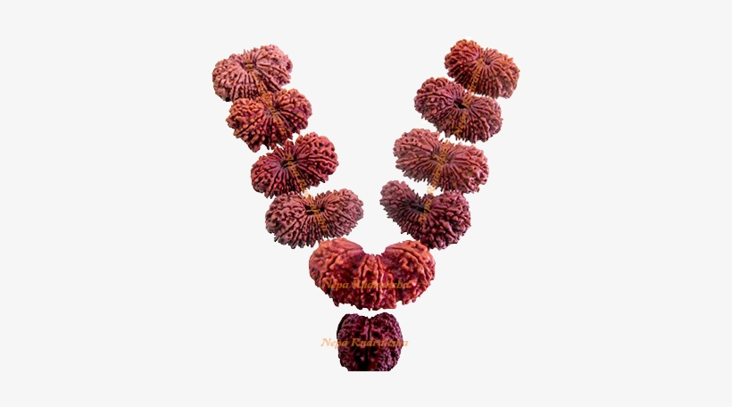 Indra Mala Rudraksha Collection - Rudraksha, transparent png #2569487
