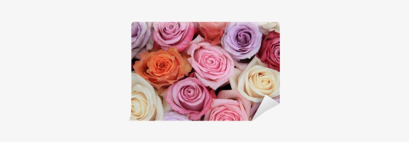 Wedding Rose Flower Png Pastel Rose Wedding Flowers - Poster Mural, Papier Peint - Roses Fleurs Rose Violet, transparent png #2569681