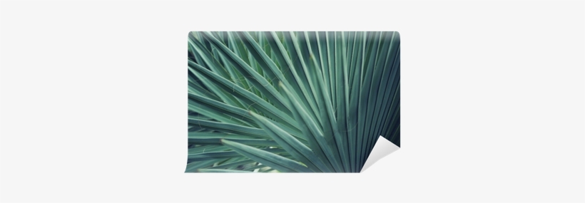 Real Tropical Leaves Background, Jungle Foliage Wall - Leaf, transparent png #2569930