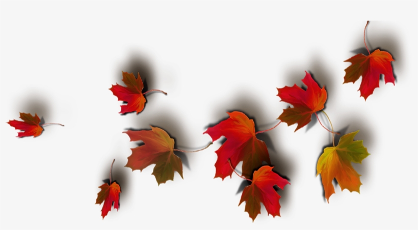 Today Feels Like A Real Autumn Day - Transparent Png Autumn Leaves, transparent png #2570059