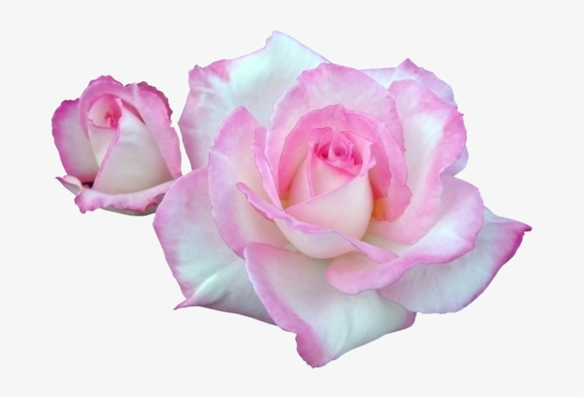 120335434 23 - Portable Network Graphics, transparent png #2570368