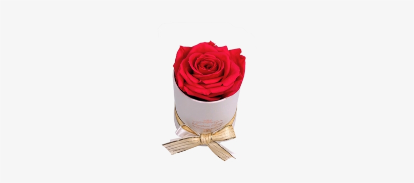 This Beautiful Preserved Rose Will Last More Than A - Garden Roses, transparent png #2570420