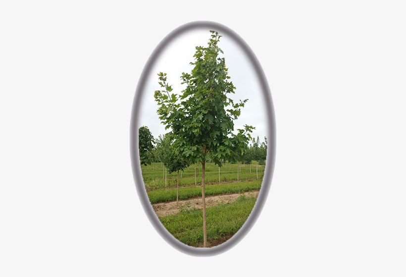 Acer Saccharinum 'green Mountain' - Birch, transparent png #2570446