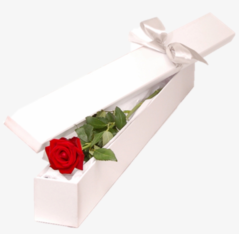 Single Rose Box - Rose, transparent png #2570448
