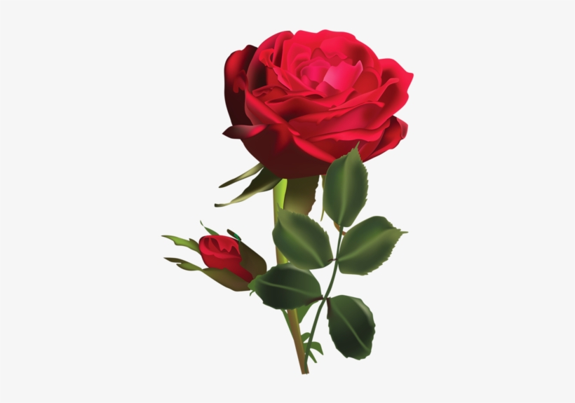 Christine Staniforth ♛༻ Rose Flower Png, Rose Paintings, - Dark Red Rose Flower, transparent png #2570532