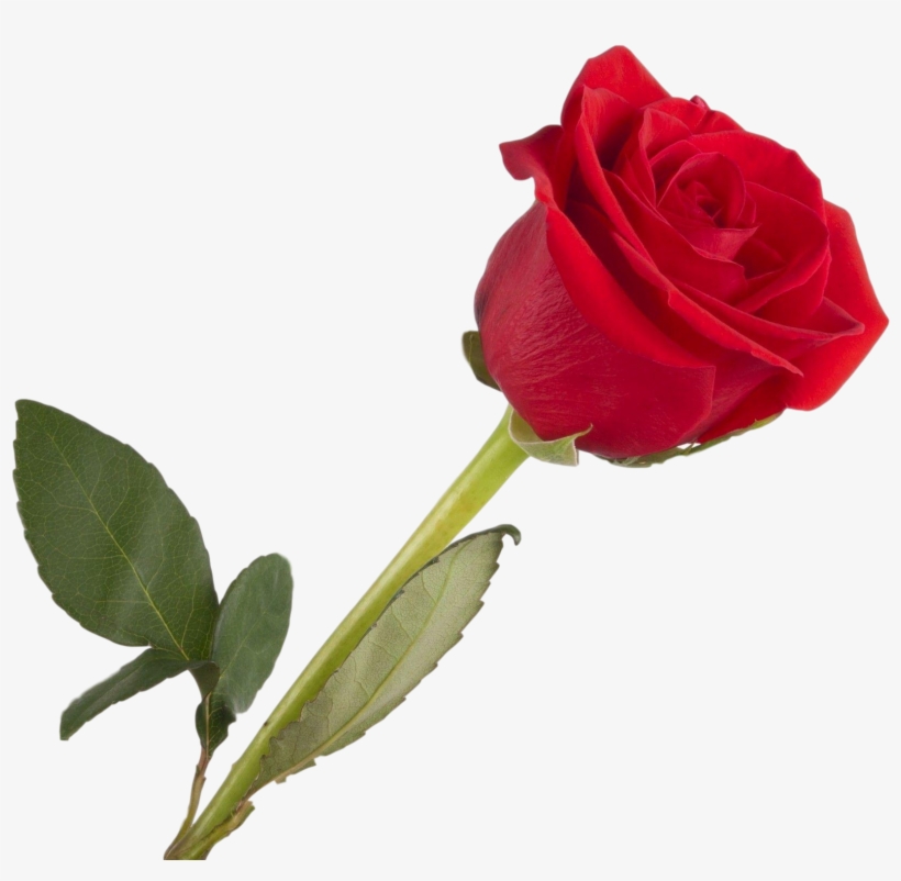 Rosa “single Rose” - Good Afternoon Wishes, transparent png #2570622