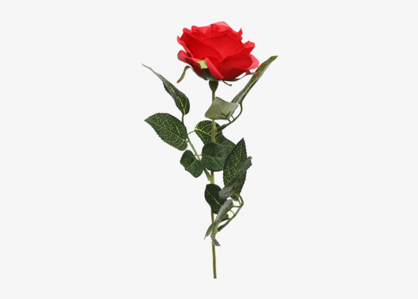 Single Rose Stem Red - Garden Roses, transparent png #2570648