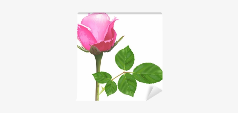 Single Isolated Light Pink Rose Flower Wall Mural • - Pembe Gül Canlı, transparent png #2570762