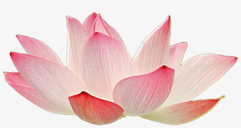 Light Pink Lotus By Jeanicebartzen27 On Deviantart - Pink Lotus Flowers Png Transparent, transparent png #2572924