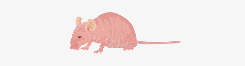 201412 Nude Mouse - Rat, transparent png #2573111