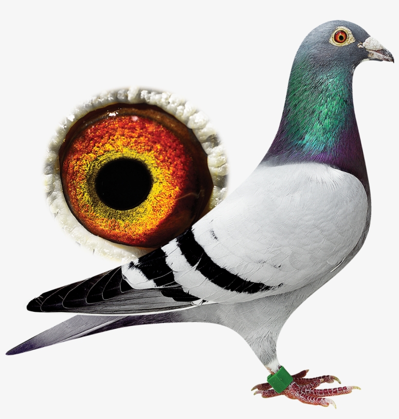 New - Auction, transparent png #2573192