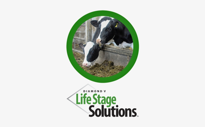 Dairy Nutrition And Health - Veterinary Medicine, transparent png #2574033