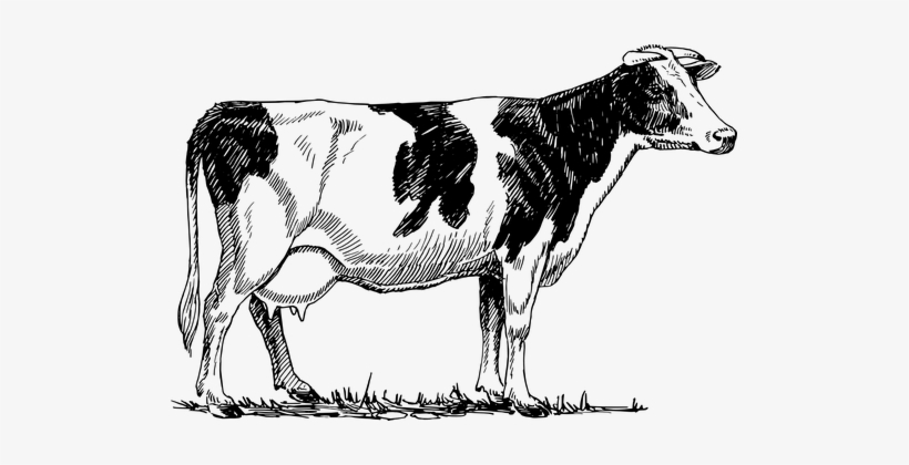 Cattle Cow Animal Biology Bovine Farm Mamm - Dairy Cow Drawing, transparent png #2574054