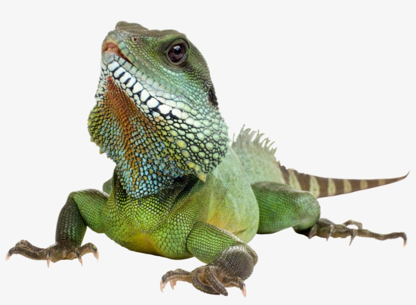Download Png Image Report - 100 Facts: Reptiles & Amphibians, transparent png #2574263