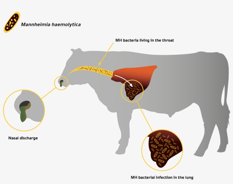 This Diagram Shows The Process Of Mh Bacteria Living - Cattle, transparent png #2574377