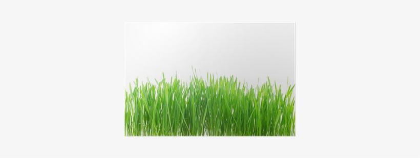 Green Grass Border Isolated On White Background Poster - Sweet Grass, transparent png #2575446