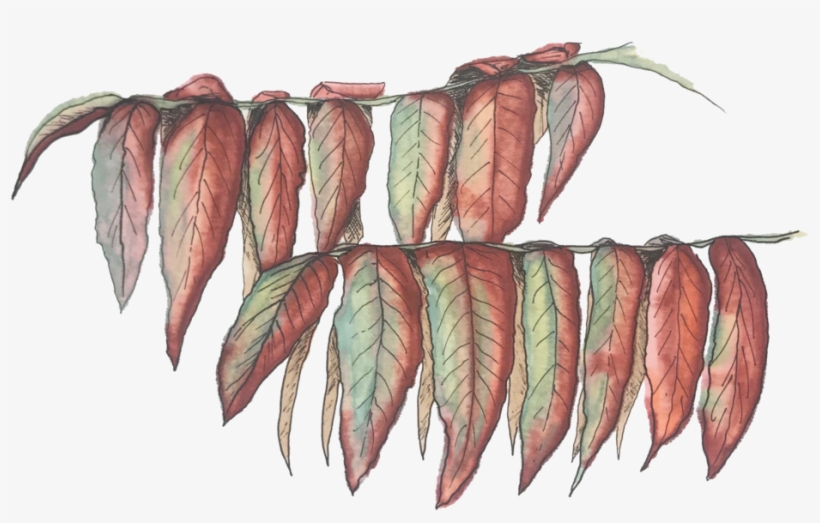 Red Leaves 1 Square, transparent png #2576093