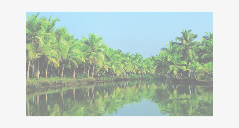 Liveplus Coconut Trees - Best Place To Die, transparent png #2576171