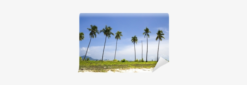 Coconut, transparent png #2576240