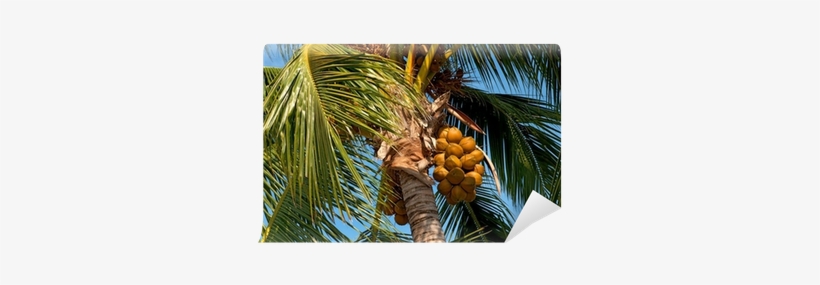 Coconut, transparent png #2576310