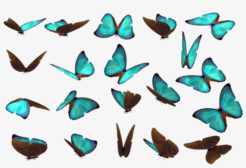 Butterfly 14 By Wolverine041269 - Butterfly Png Pack, transparent png #2577443