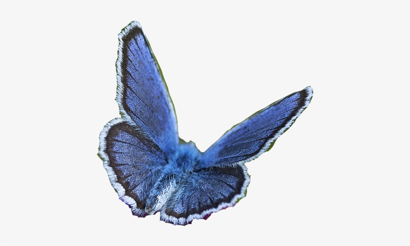 3d Butterfly Png - Portable Network Graphics, transparent png #2577614