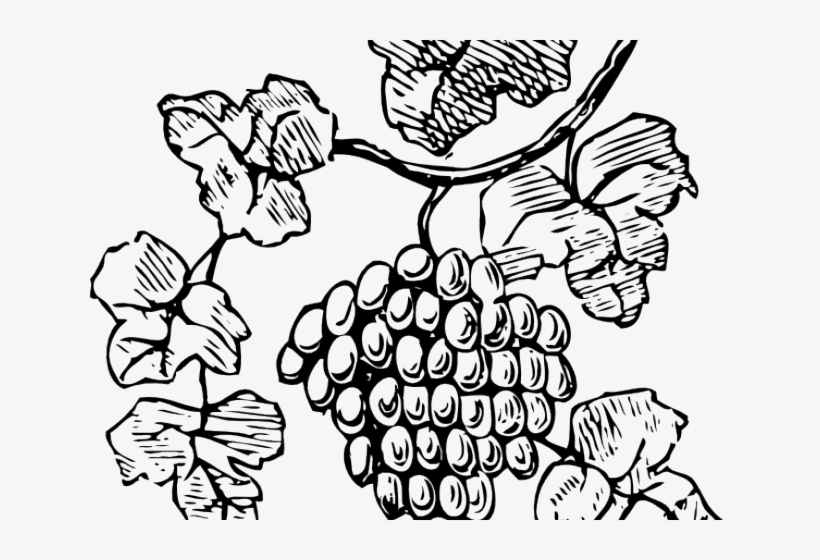 Random Cliparts - Dionysus Symbol Grape Vine, transparent png #2578053