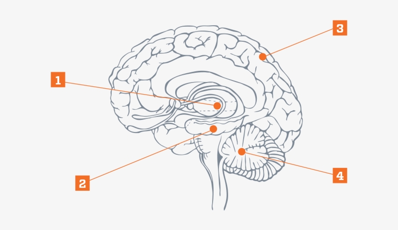 Diagram Of The Brain With Four Parts Labeled - Diagram, transparent png #2578821