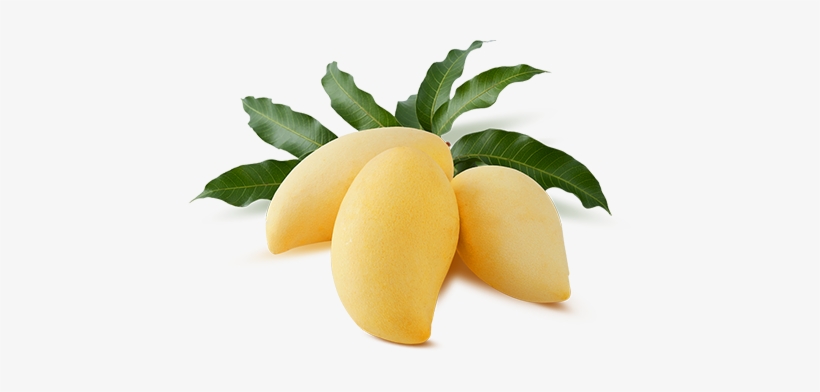 Tasting Mangos All Year Round - Nam Dok Mai Mango Png, transparent png #2578962