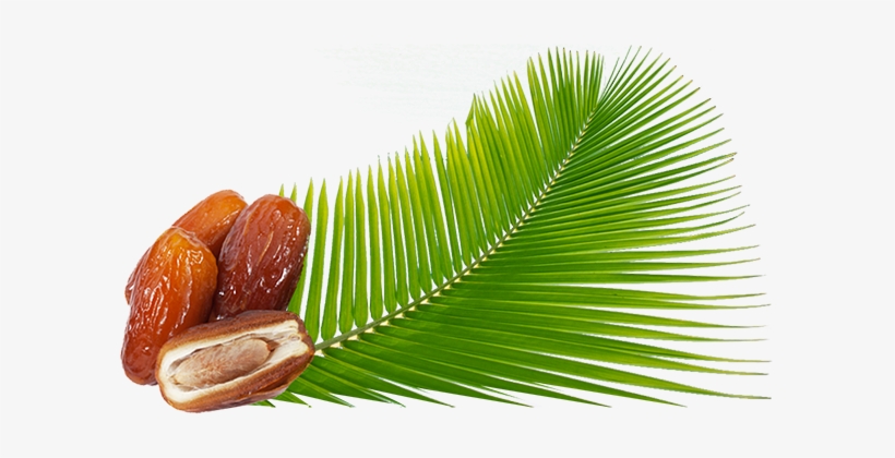 Sobopa Is A Tunisian Company Specializing In The Production, - Palm Png Dates, transparent png #2579363