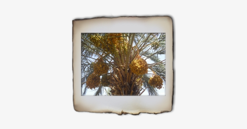 Deglet Noor Export, transparent png #2579731