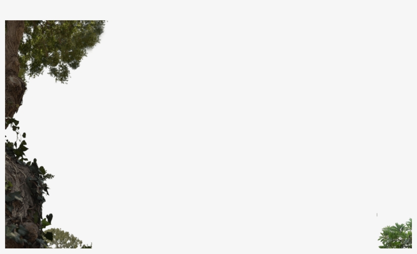 Exotic - Tree, transparent png #2579945