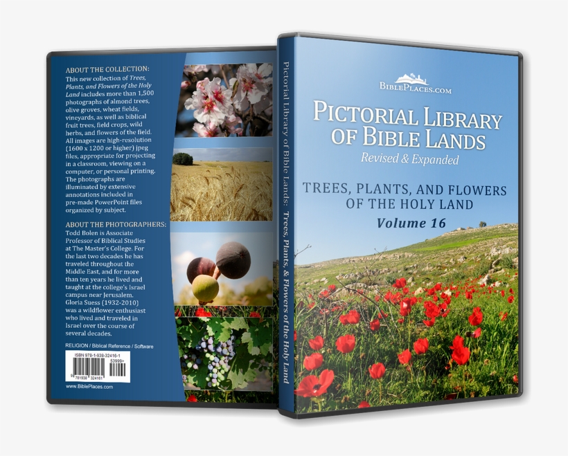 Trees, Plants, And Flowers Of The Holy Land - Tree, transparent png #2581430