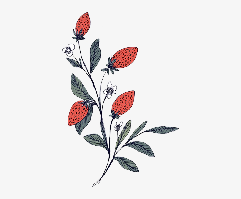 Strawberries No Text - Portable Network Graphics, transparent png #2581573
