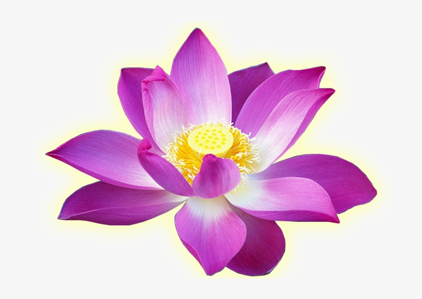 The Way To Practice Meditation And Short Life Story, transparent png #2583065