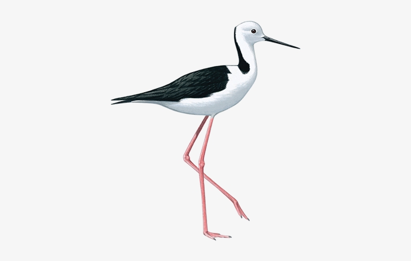 Black Winged Stilt 36cm - Black Winged Stilt Png, transparent png #2583190