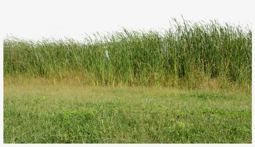 Grass, Grass No Background, Nature, Green, Plant - Pixabay, transparent png #2583374