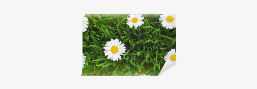 Green Grass And White Flowers Background Wall Mural - Flower, transparent png #2583391