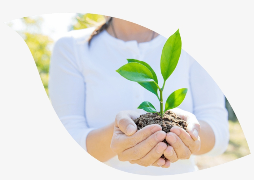 Send Emails, Plant Trees - Hand, transparent png #2583475