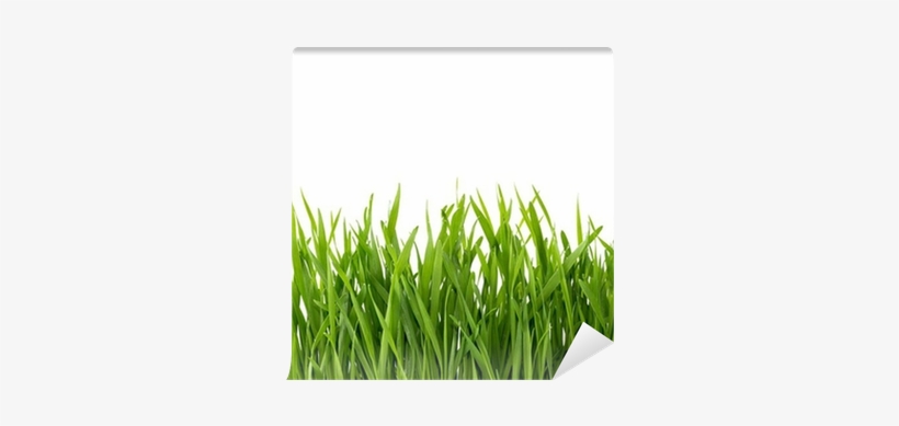 Green Grass Isolated On White Background - Lawn, transparent png #2583567