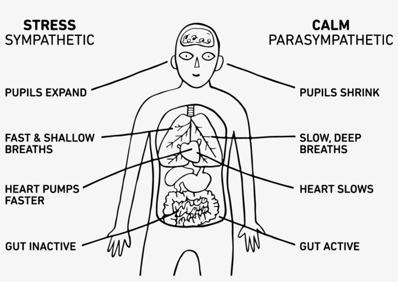 Stop, Breathe And Think App - Stress Sympathetic Calm Parasympathetic, transparent png #2583983