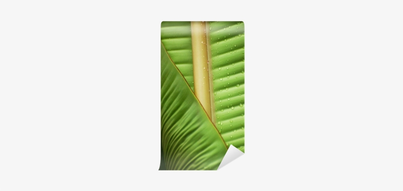 Banana Leaf Wall Mural O Pixersr We Live To Change - Wall, transparent png #2585804