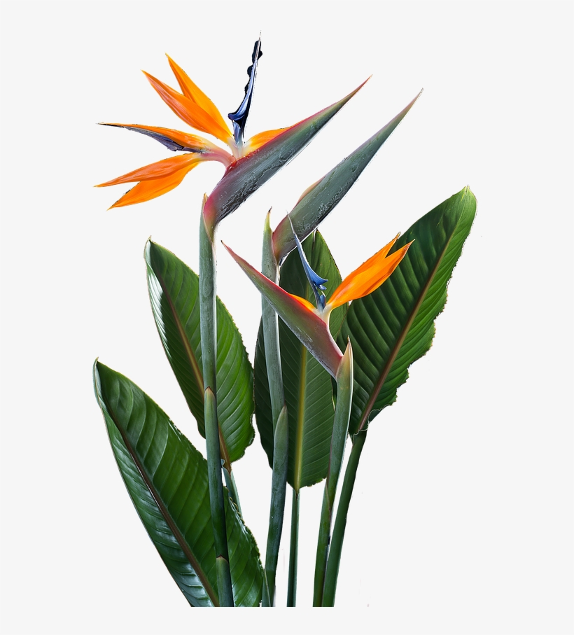 Sam Riviere, Author Of 81 Austerities - Festival, transparent png #2585907