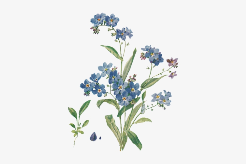 29 Images About Måla On We Heart It - Forget Me Not Botanical Illustration, transparent png #2586928