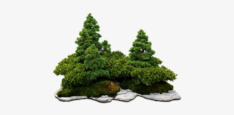 Bonsai Bonsai Tree Green Tree The Stones C - Free Hd Bonsai Png, transparent png #2590257