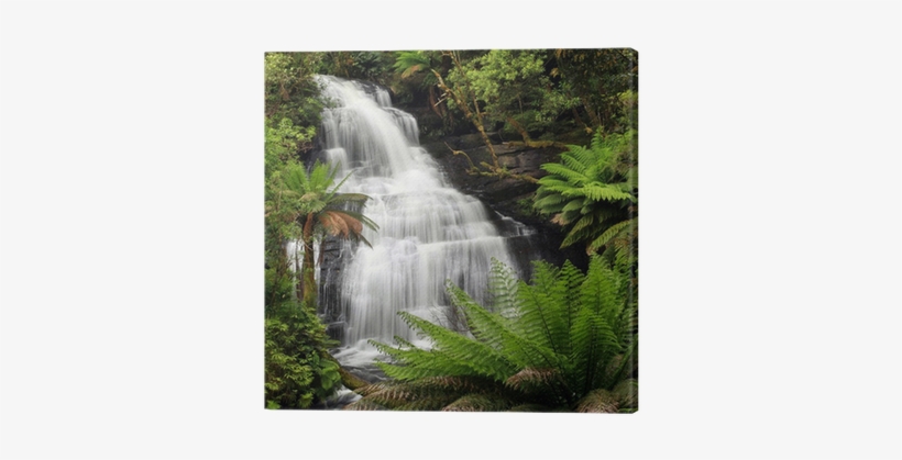 Tropical Wet Green Forest In India, transparent png #2590306