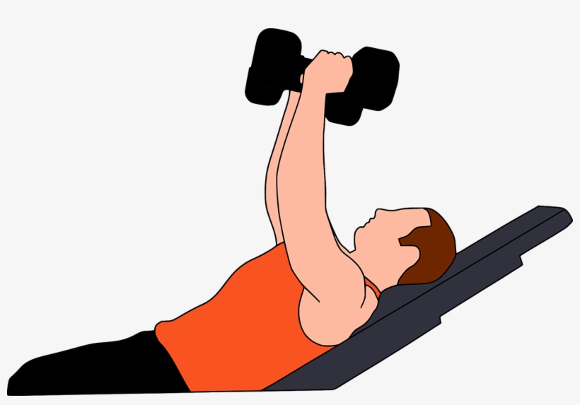 Gymnastics, Gym, Heavy, Gymnasium, Training, Workout - Beginner Weight Lifting, transparent png #2590528