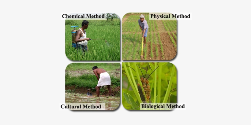 Weed Control Methods - Cultural Method Of Weed Control, transparent png #2591880